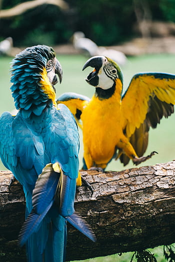 colorful macaw parrots, vibrant macaws, log, natural setting, close-up, blue macaw, yellow macaw, parrot interaction, wildlife photography, tropical birds, nature scene