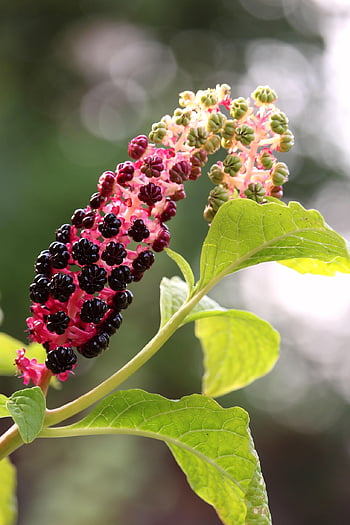 pokeweed, poisonous, nature, garden, berry, rowanberries, bush, flora, fruit, coloring Agent, garden Design