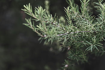 juniper, thin needles, forest, detailed view, juniper branch, spiky green needles, blurred woodland background, evergreen tree, outdoor nature, natural setting, tree branch
