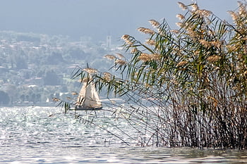 igła, trawa, żaglówka, trzcina, pośpiech, woda, Natura, sceniczny, Jezioro Como, turystyka, canneto
