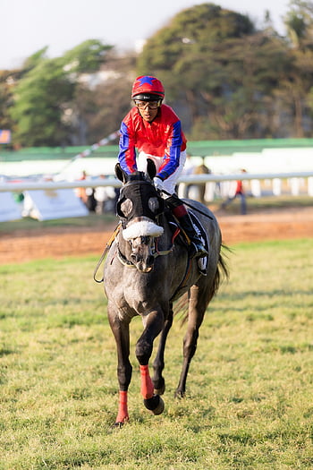 horse, equine, horse Race, horse Racing, nature, horse Riding, horsebackriding, horseriding, photography By Anil Sharma, btc, horselover