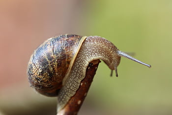 hlemýžď, měkkýš, shell, senzor, Plíživé zvíře, zpomalit