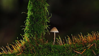 mushroom, small Mushroom, moss, forest, nature, fall