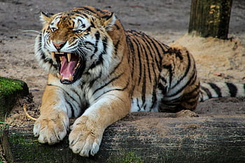 tigru, Tigru alb negru și galben, Tiger șezând, bej nisip, timpul zilei, urlet aprig, animal salbatic, Tigru puternic, dominanță, animale sălbatice, scena naturii