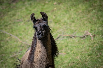 lamă, natură, animal, mamifer, maro llama, animal domestic, lama glama, lumea animalelor