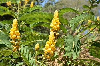 senna Alata, flower, yellow Flowers, medicinal Tree, flower Wallpaper, ornamental Flowering Plant, emperor's Candlesticks, candle Bush, candelabra Bush, christmas Candles, empress Candle Plant