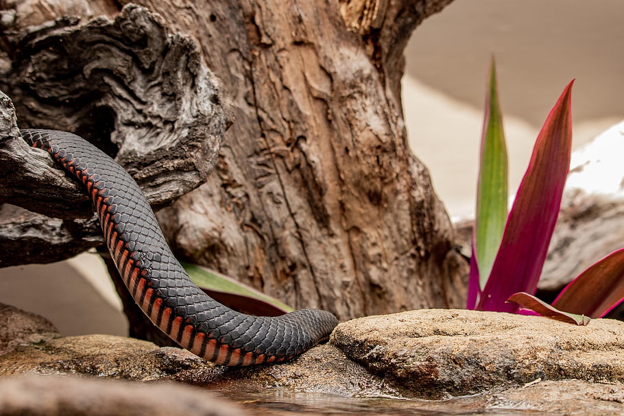 plaz, černý had, červený kuželový černý had, Red Belly Black Snake, zvíře, červené břicho