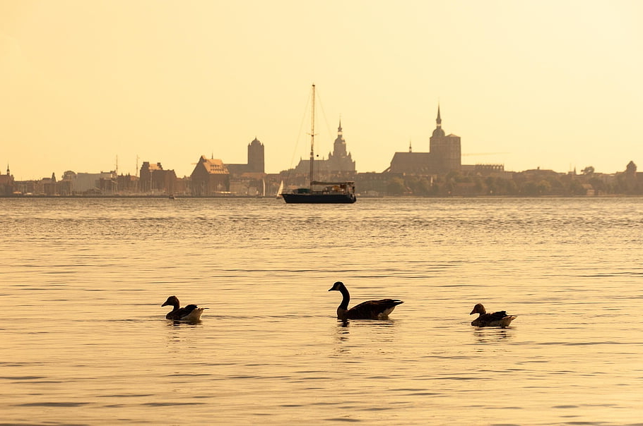 sea, city, ducks, sunset, dusk, nature, horizon, landscape, stralsund, germany, hanseatic City