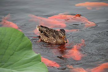 mallard, bird, duck, waterfowl, water Bird, aquatic Bird, animal, wings, feathers, plumage, wading