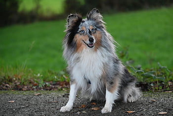 shetland Sheepdog, working Dog, animal, dog, companion Dog, mammal, domestic Dog, fur, pet, nobility Shetland Sheepdog