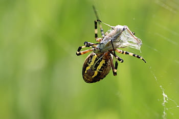 laba-laba, arakhnida, jaring laba-laba, web, peluru, weber, serangga, kumbang, arachnofobia, alam, margasatwa