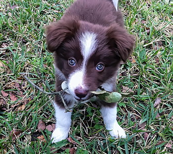 chiot, animal de compagnie, border collie, pelouse, chien, herbe, la nature, animal, canin, mammifère, mignonne