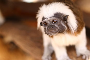monkey, mico, mono, zoo, amazonia, naturaleza, nature, rancho, animal, silvestre, fauna