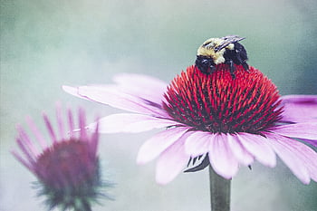 ape, primavera, fiore, polline, natura, all'aperto, Ali, giardino, fioritura, fiorire, botanica