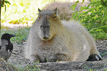 capybara, greater Capybara, hydrochoerus Hydrochaeris, bird, animal, mammal, nature, wildlife, watch, rest, shadow