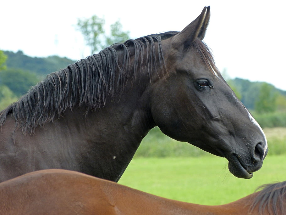 horse, equine, animal, horse Head, black Horse, mammal, animal World, animal Photography