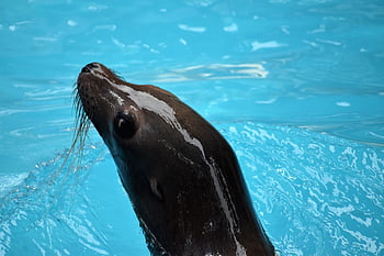 lachtan, oceán park, Houston zoo, těsnění, volně žijících živočichů, oceán zvíře, vodní živočich, jednoho zvířete, zoologie, zajetí, sama