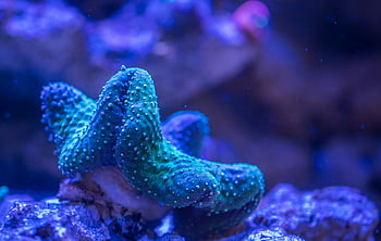 koraller, Levende blågrøn koral, undervands akvarium, indviklede strukturer, tæt på, marine liv, vandplanter, rev, ocean, hav, naturfotografering