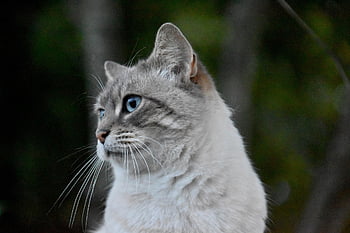 cat, whiskers, alley Cat, animal, domestic Cat, feline, mammal, stray Cat, street Cat, feral Cat, portrait