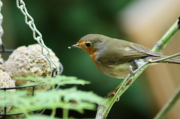 robin, oiseau chanteur, petit oiseau, alimentation, oiseau, le bec, plumage, robin européen, la nature, animal, erithacus rubecula