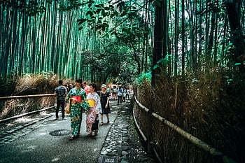 arashiyama bambusový háj, tradiční oděv, Kjótská přírodní krása, turisté chodí, lesní cesta, japonská kultura, klidné prostředí, bambusový les, Kjótský cestovní ruch, klidné scény, tradiční oblečení