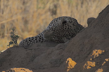 african Cats, leopard, wild, nature, predator, africa, carnivore, feline, cat, big Cat, namibia