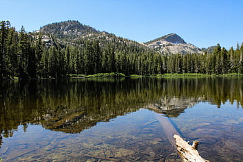 alberi e stagno, Lago di montagna sereno, Riflessioni chiare, foresta sempreverde, cielo blu luminoso, paesaggio naturale, acqua calma, scenario di montagna, bellezza all'aperto, ambiente pacifico, Mountainside boschivo