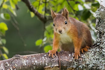 červená veverka, Sciurus vulgaris vulgaris, veverka obecná, zvíře, stromový, všežravý, hlodavec, kánon 60d, Sigma 150-500 mm, Norsko, kongsberg