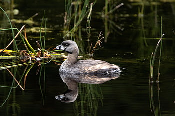 pied-billed Grebe, bird, animal, swim, waterfowl, water Bird, plumage, feathers, avian, beak, ornithology
