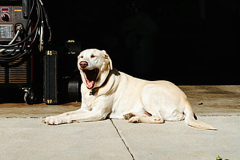 Dospělý žlutý labradorský retrívr, Uvolněný labradorský retrívr, zívnutí, Slunce zalité garážové podlahy, Lounging Pes, Interiér garáže, žlutá laboratoř, pet fotografování, psí, Pes, zvíře