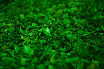 green tea leaves, Nuwara Eliya, Sri Lanka, fresh green leaves, natural beauty, vibrant green, close-up view, tea plantation, green leafed plant, natural vibrancy, fresh tea leaves