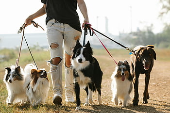 walking dogs, countryside, sunny day, multiple dog breeds, leisurely lifestyle, person walking dogs, dog leashes, outdoor activity, rural setting, pet care, dog walking