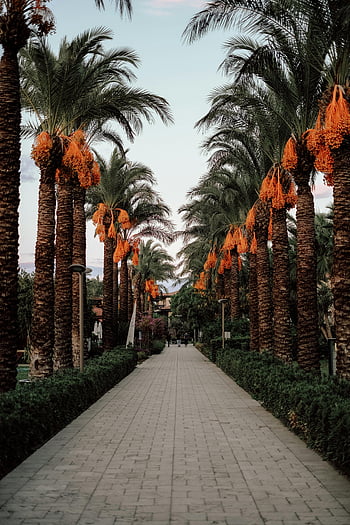 cesta, Datlovníky, závěsné ovoce, klidné venkovní nastavení, malebná cesta, svěží datum dlaně, Venkovní cesta, tropické prostředí, Alley Palm Tree, zahradní cesta, přírodní scenérie