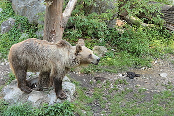 ruskea karhu, karhu, eläin, harmaakarhu, saalistaja, vaarallinen, nisäkäs, luonto, villieläimet, eläinten valokuvaus, vesi