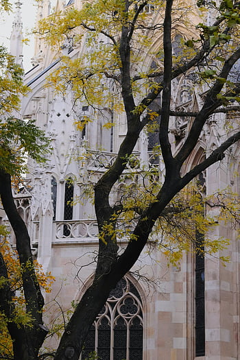 โบสถ์ใหญ่, สถาปัตยกรรมกอธิค, Wien, ฤดูใบไม้ร่วง, ต้นไม้, รายละเอียดแบบโกธิก, คริสตจักรกอธิค, เวียนนา, สไตล์โกธิค, อาคารทางศาสนา, หน้าต่างแบบกอธิค