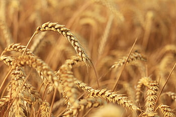 Épillets de blé, champ, grain, champ de céréales, agriculture, récolte, aliments, nourriture, la nature, paysage, blé