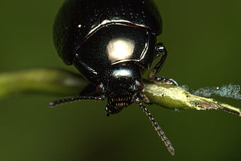 mincovna brouka, brouk, hmyz, chrysolina coerulans, volně žijících živočichů, Příroda, detailní, černý Forrest Bug, makro Pravá štěnice, černá lesní štěnice makro, lesní štěnice makro
