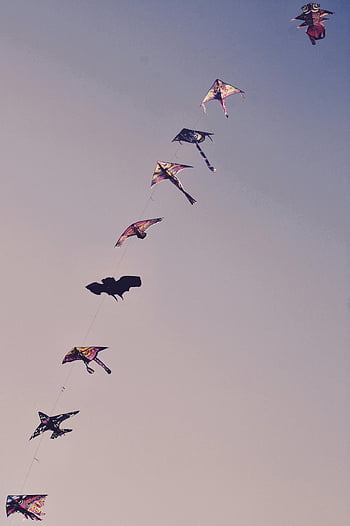 pouštění draků, barevné draky, jasné modré nebe, benátky itálie, šňůra draků, vysoko létající draci, venkovní aktivita, Aktivita oblohy, kite festival, šňůra draka, tvary draků