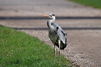 grey Heron, heron, water Bird, bird, ornithology, park, path, spring, nature