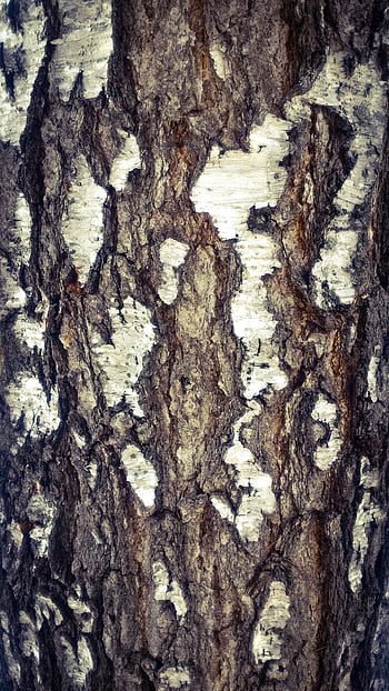 나무 껍질, 나무, 자연, 트렁크, 조직, 자작 나무, 구조