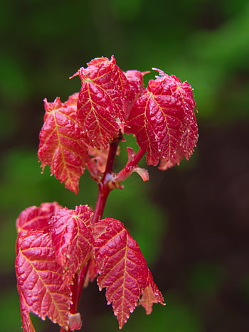 Baum, Ast, Natur, Knospe, frisch, natürlich, Jahreszeit, Frühling, Frische, Botanik, Flora