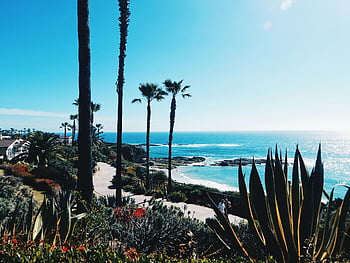 California coastline, agave plants, palm trees, blue ocean, seashore, blue sky, coastal view, ocean backdrop, scenic landscape, natural beauty, beach scenery