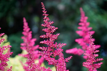 false Spirea, beautiful Flowers, flowers, plants, false Goat's Beard, astilbe, flower Wallpaper, flower Background, pink Flowers, bloom, garden