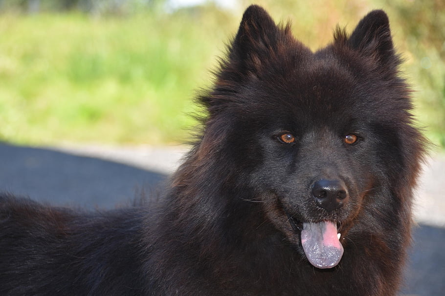 cane, Eurasier, animale domestico, eurasier femminile, razza primitiva Eurasier, portafortuna, Compagno di camminata, Orecchie a punta, animale, ritratto, eurasier plou