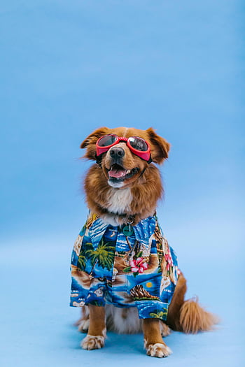 stylish dog, floral top, red sunglasses, Hawaiian shirt, blue background, brown dog, pet fashion, dog accessories, cute dog, dog style, summer outfit