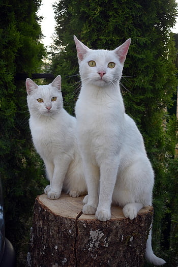 cats, mammals, animals, couple, white Cats, domestic Animals, pets, cute, nature