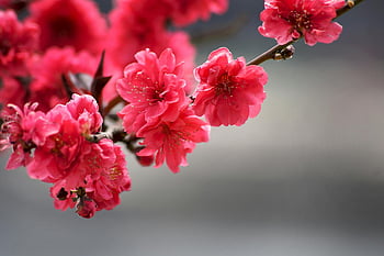 Selektive Fokusfotografie, rote Blütenblätter, rosa Kirschblüten, Frühlingsblumen, Nahaufnahmen, Blumenfotografie, Naturfotografie, Frühling, Kirschblüten, Blumenzweig, lebendige Blumen