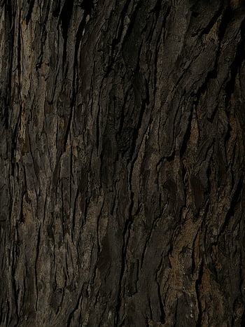 樹皮、 閉じる、 詳細なビュー、 大まかなテクスチャ、 自然なパターン、 木の質感、 樹皮のテクスチャー、 クローズアップ写真、 木の表面、 自然な風合い、 詳細なテクスチャ