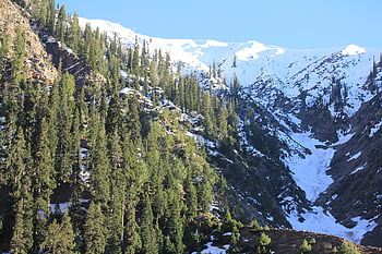 montañas, arboles, nieve, coníferas, conífero, bosque de coníferas, hojas perennes, árboles de hoja perenne, montañas nevadas, cordillera, montañoso