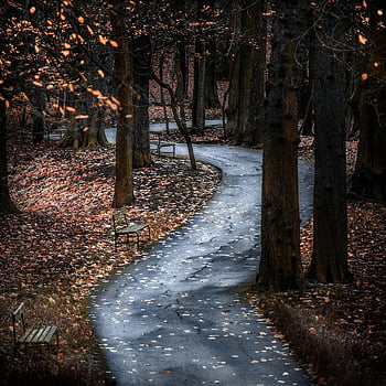 høst skog, Svingete sti, fallne Løv, rolig scene, park benker, trekantet sti, sesongbasert landskap, Naturens gangvei, utendørs natur, fredelige omgivelser, skogssti